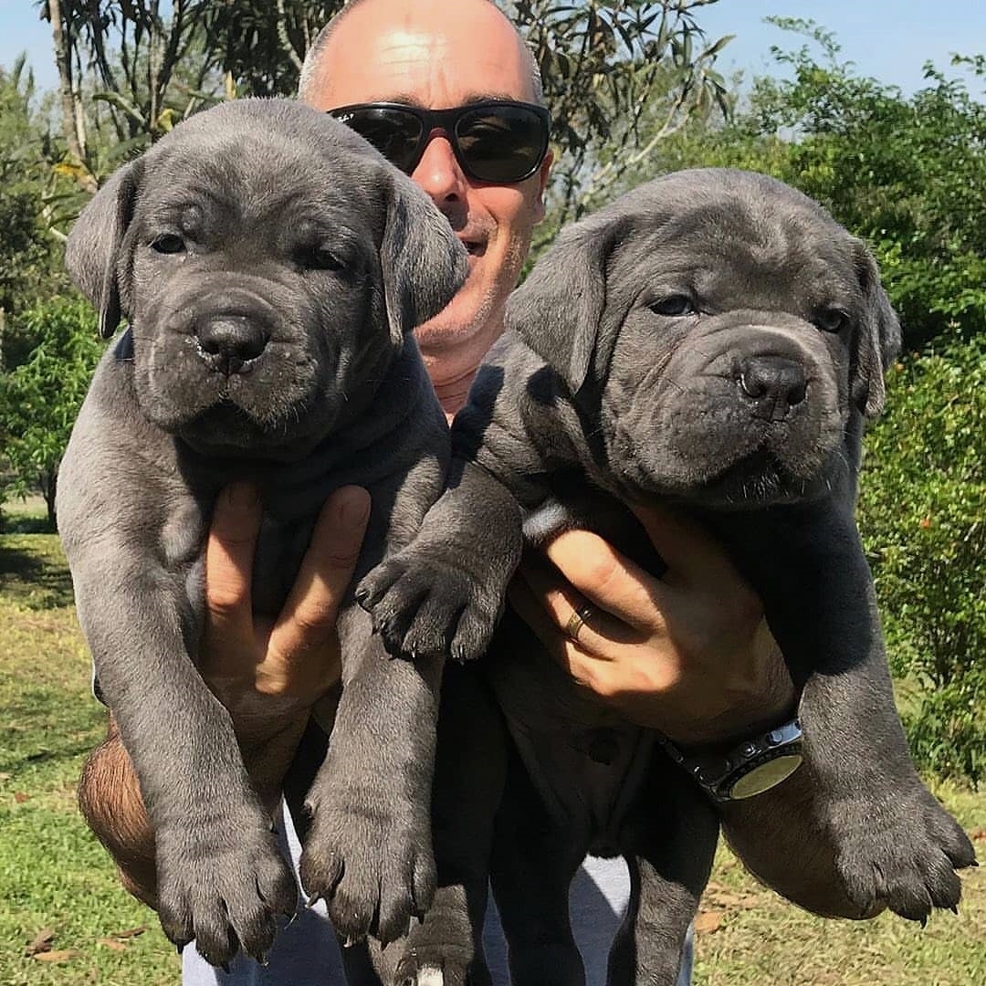 cane.corso.gram_1726864194228